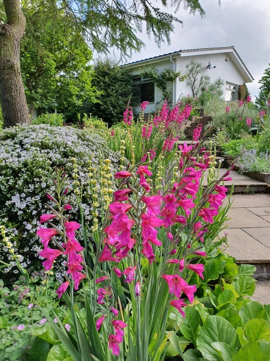 Gladiolus communis subsp. byzantinus