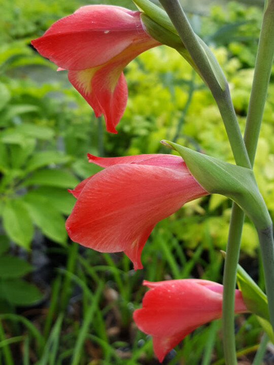 Gladiolus 'David Hills' (papilio hybrid)