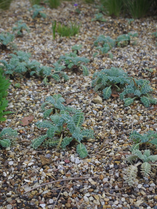Glaucium flavum