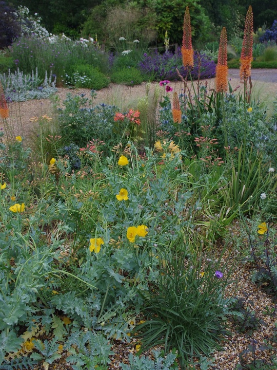 Glaucium flavum