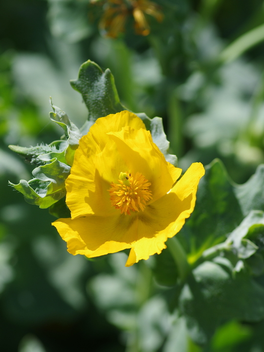 Glaucium flavum