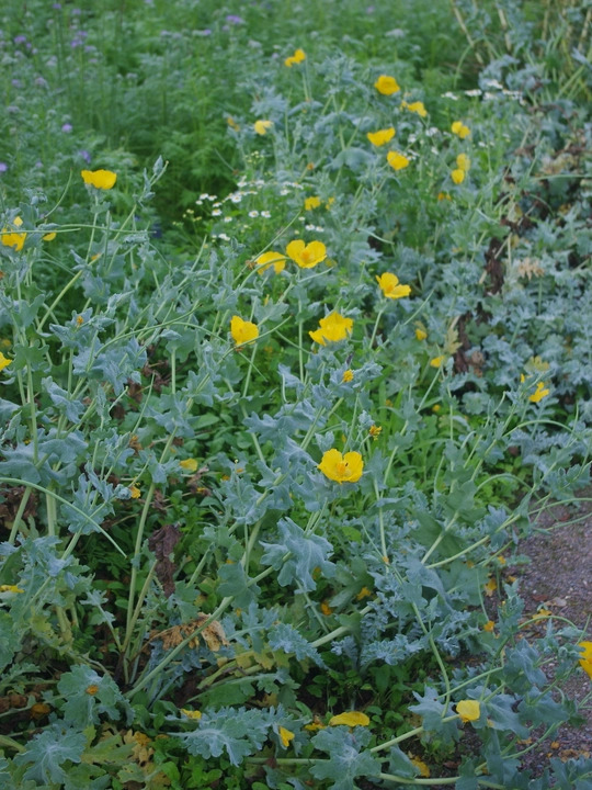 Glaucium flavum