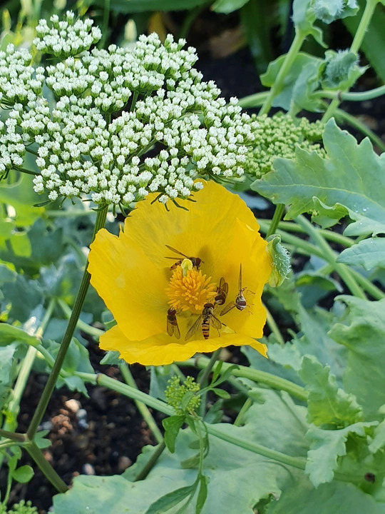 Glaucium flavum