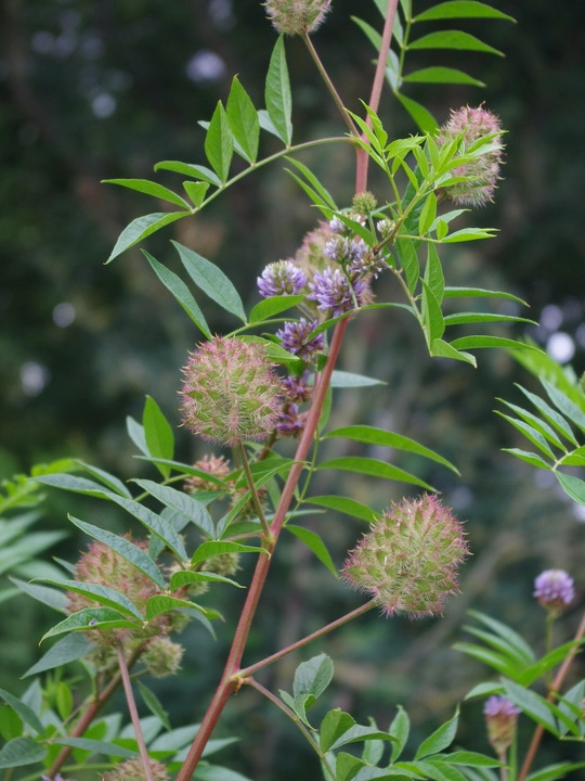 Glycyrrhiza yunnanensis