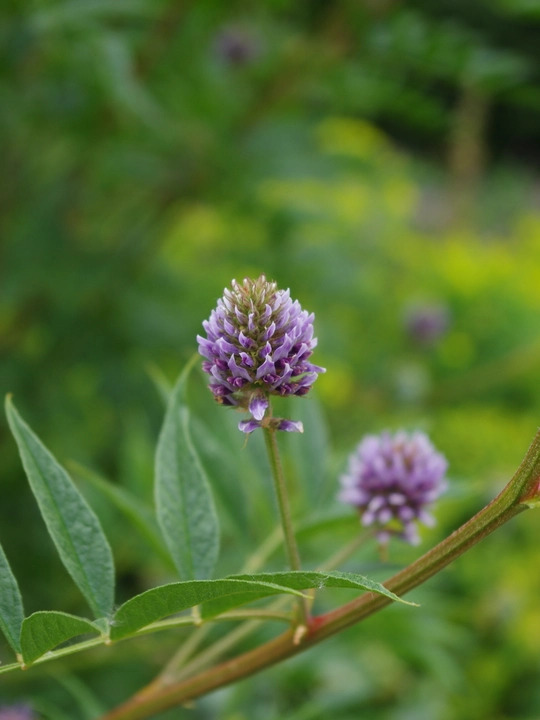 Glycyrrhiza yunnanensis
