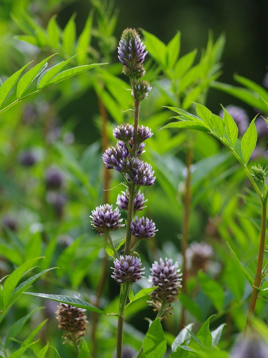 Glycyrrhiza yunnanensis