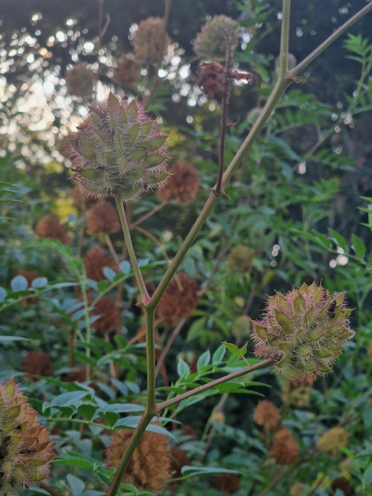 Glycyrrhiza yunnanensis