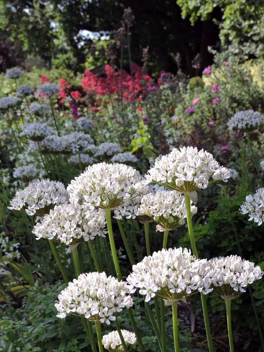Allium nigrum (3xDB)
