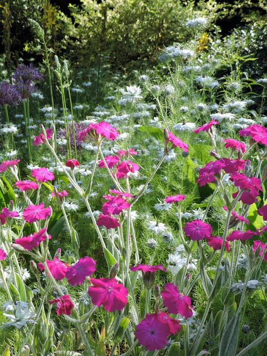 Silene coronaria