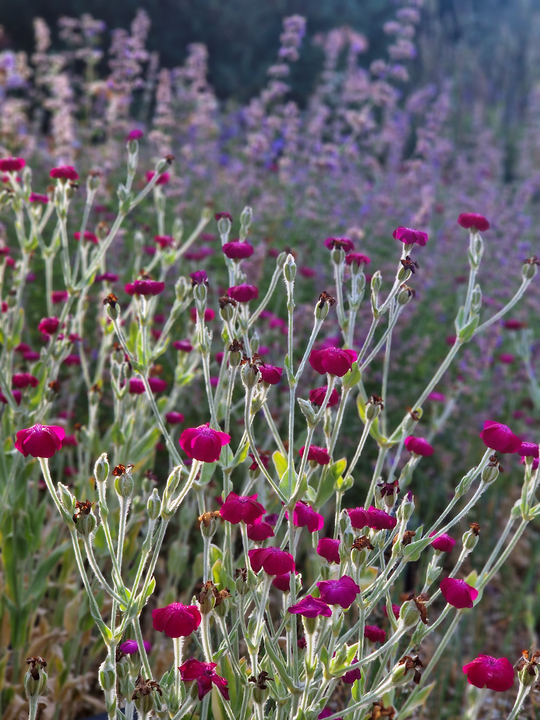 Silene coronaria