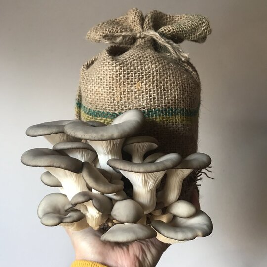 Grow Your Own Oyster Mushrooms