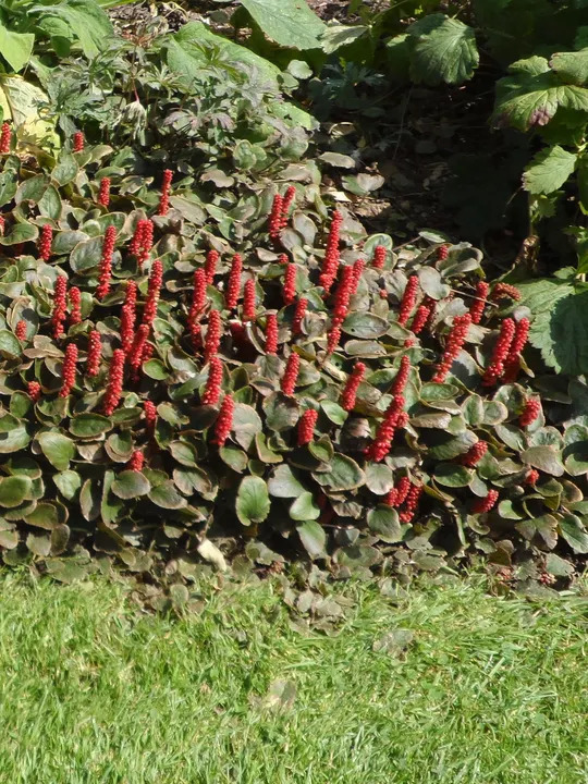 Gunnera prorepens