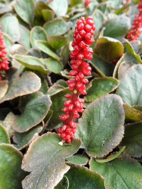 Gunnera prorepens