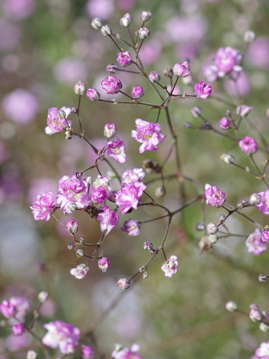 Gypsophila paniculata 'Flamingo'