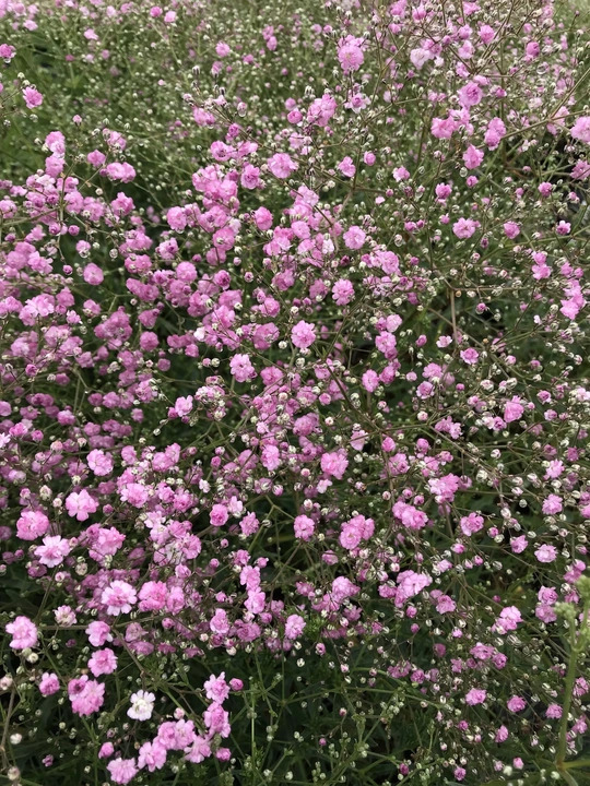 Gypsophila paniculata 'Flamingo'