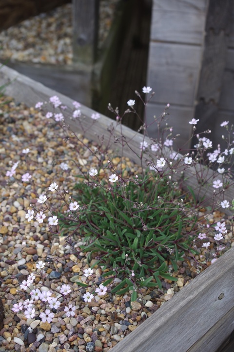 Gypsophila repens 'Dubia'