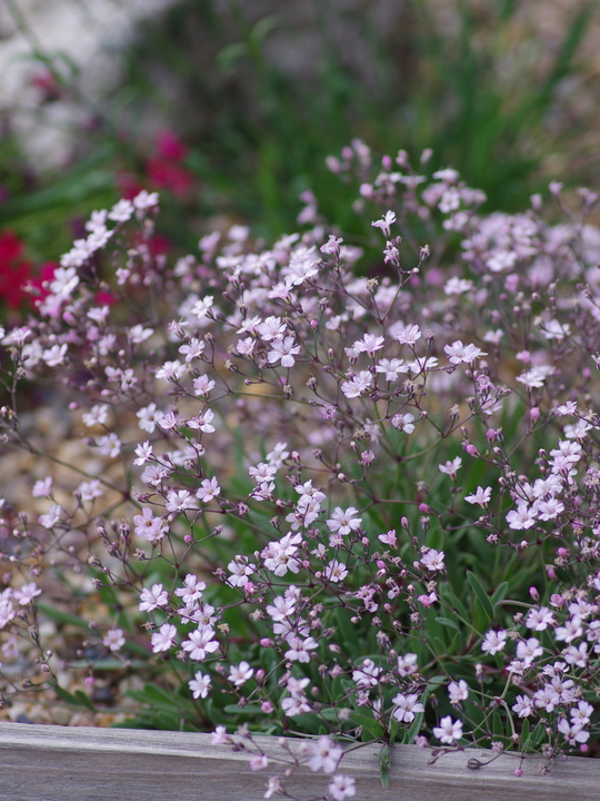 Gypsophila repens 'Dubia'