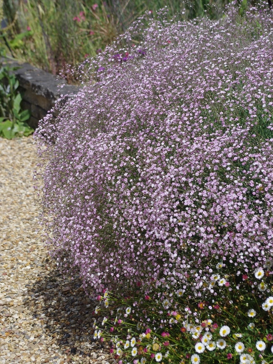 Gypsophila 'Rosenschleier'