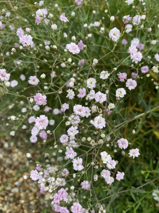 Gypsophila 'Rosenschleier'