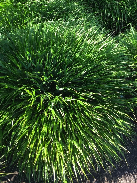 Hakonechloa macra