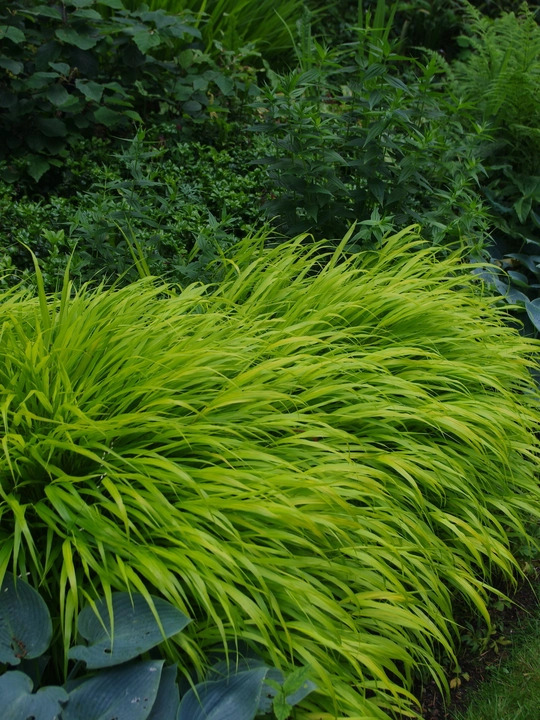 Pots and Planters Collection - Shade 