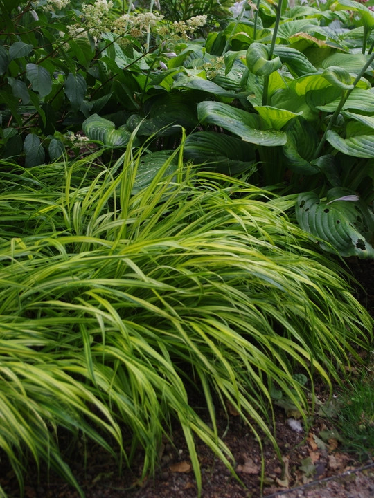 Hakonechloa macra 'Aureola'