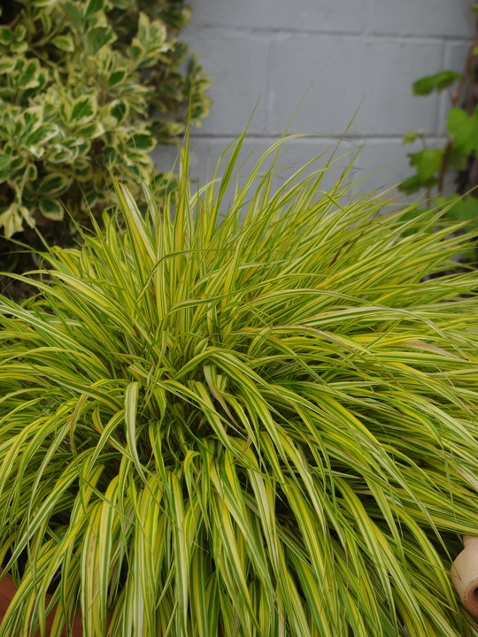 Hakonechloa macra 'Aureola'