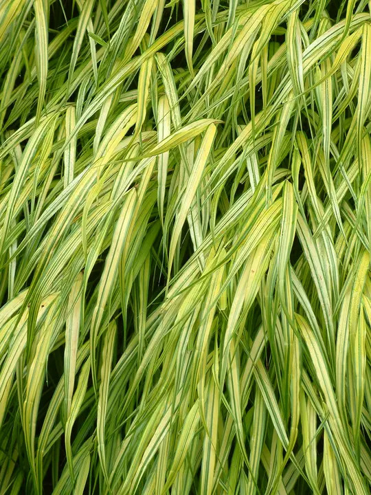 Hakonechloa macra 'Aureola'
