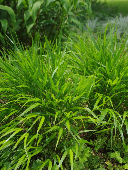 Hakonechloa macra