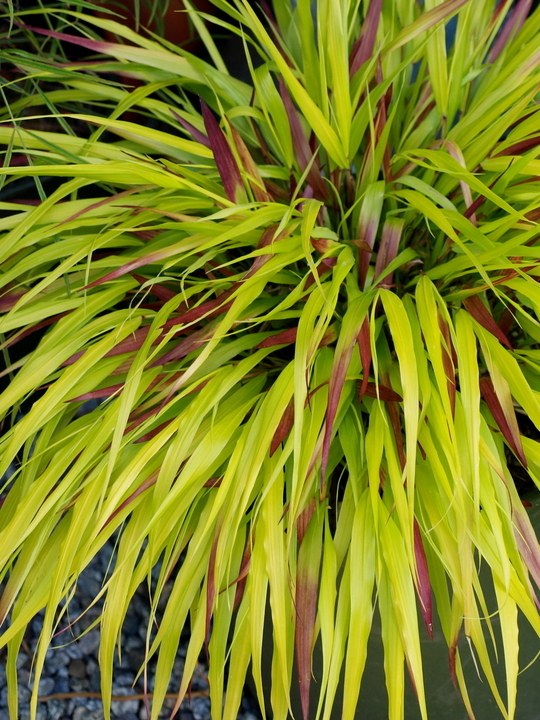 Hakonechloa macra [Sunflare] ('Habsfl007')