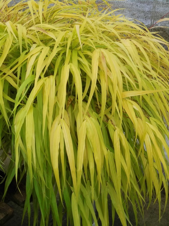 Hakonechloa macra [Sunflare] ('Habsfl007')