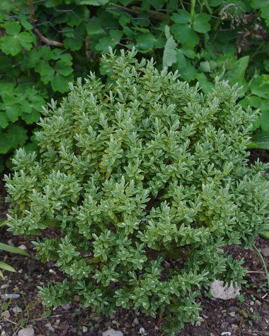 Veronica pinguifolia 'Sutherlandii'