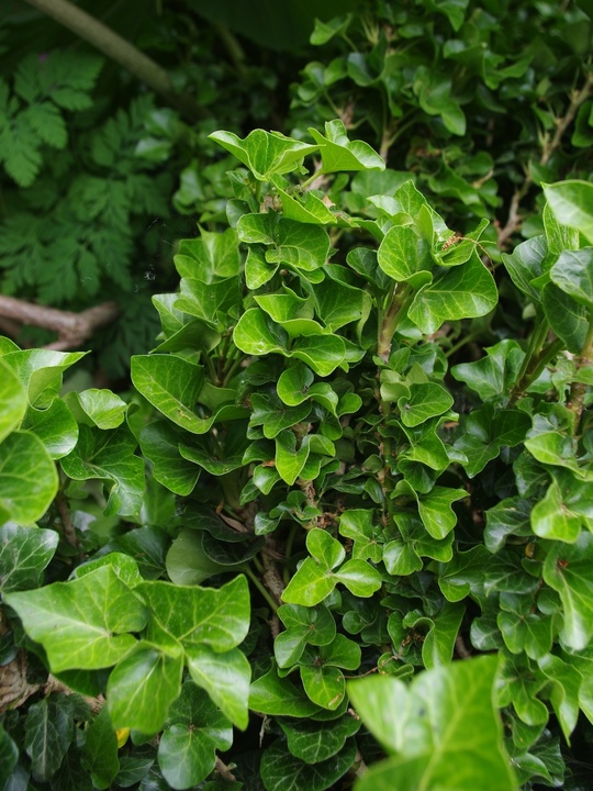 Hedera helix 'Erecta'