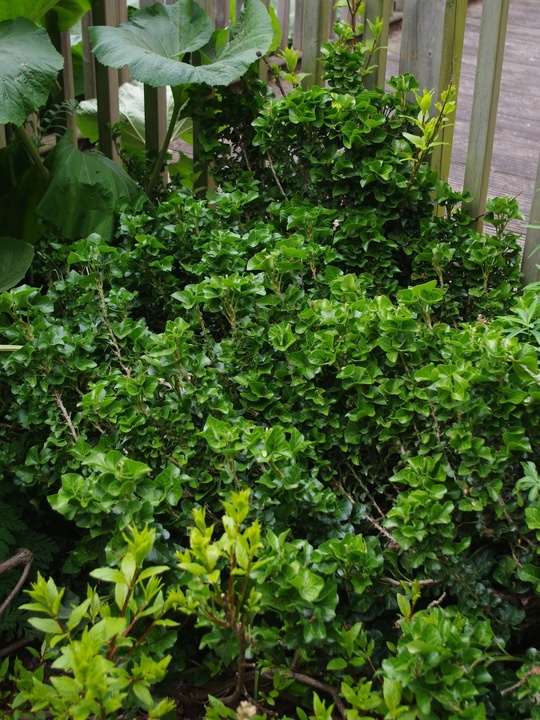 Hedera helix 'Erecta'