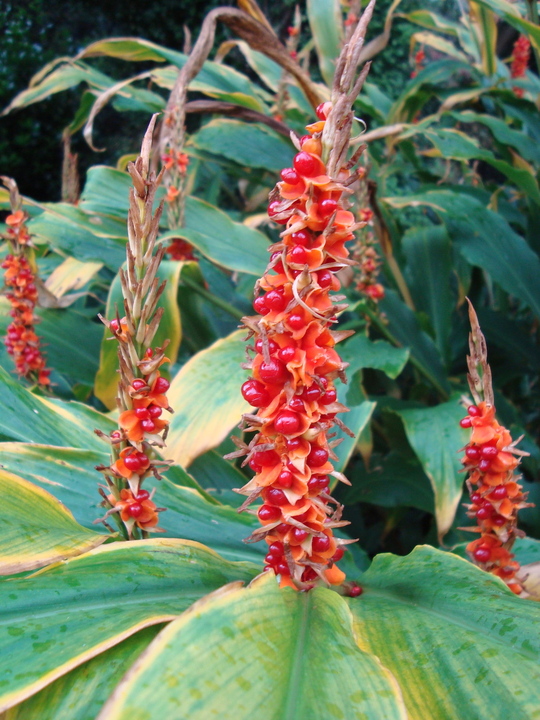 Hedychium densiflorum