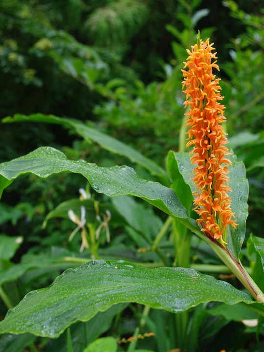 Hedychium densiflorum
