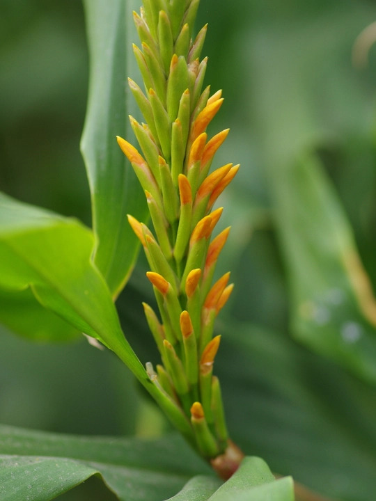 Hedychium densiflorum