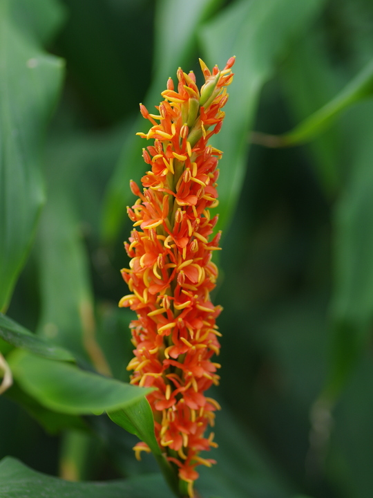 Hedychium densiflorum