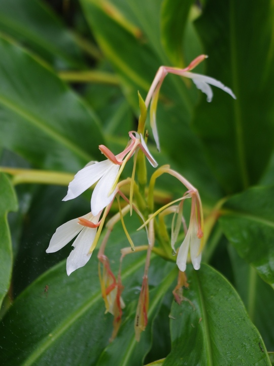 Hedychium forrestii