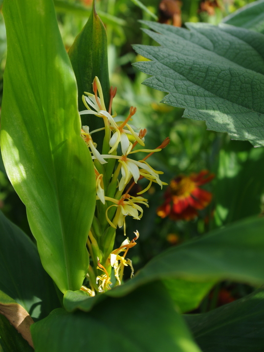 Hedychium spicatum