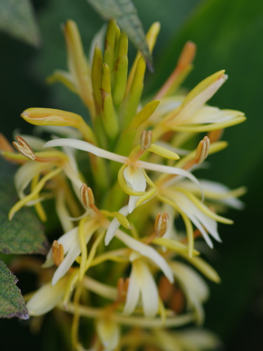 Hedychium spicatum