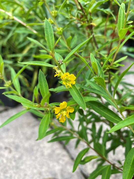 Heimia salicifolia