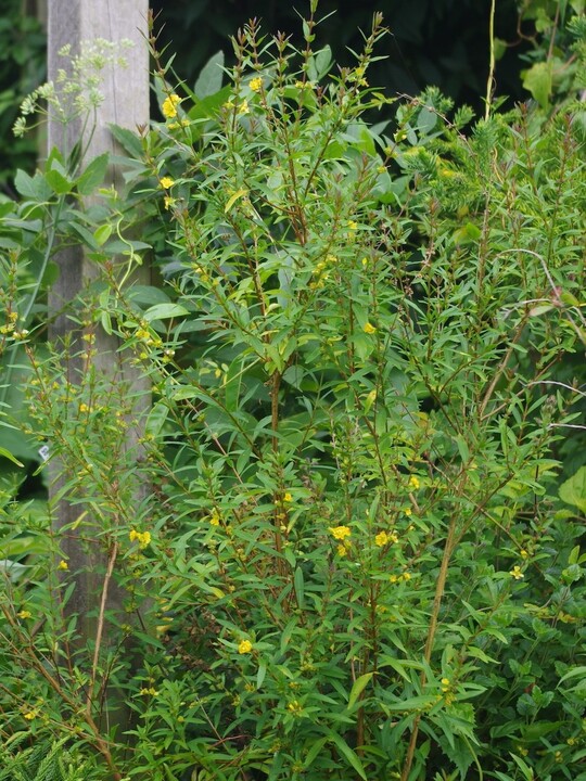 Heimia salicifolia