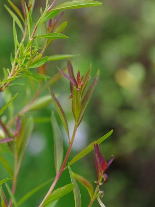 Heimia salicifolia