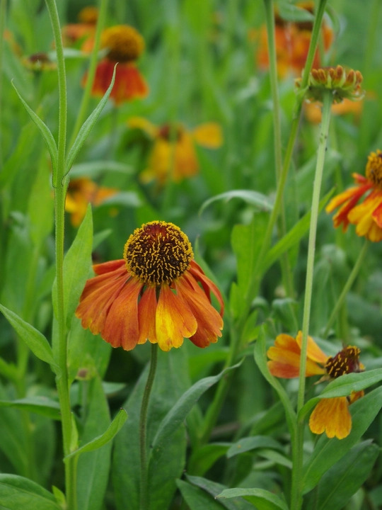 Helenium 'Sahin's Early Flowerer'