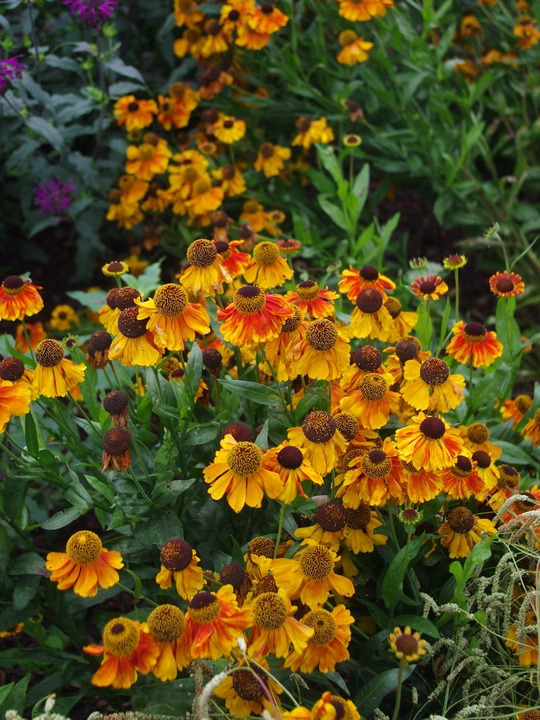 Helenium 'Sahin's Early Flowerer'