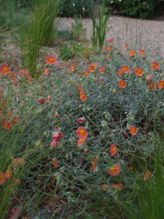 Helianthemum 'Cheviot'