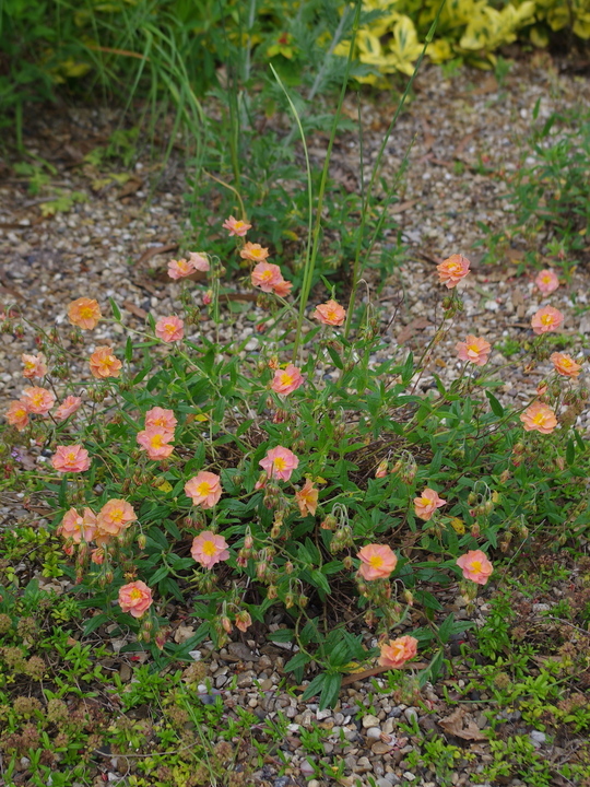 Helianthemum double apricot-flowered