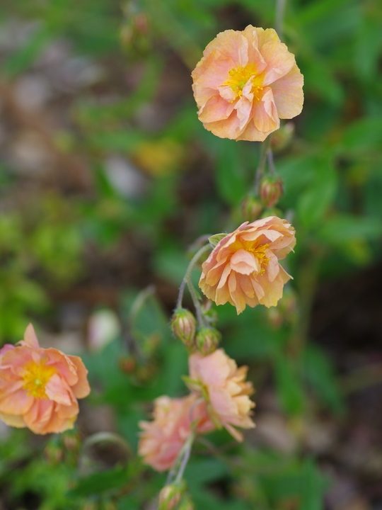 Helianthemum double apricot-flowered