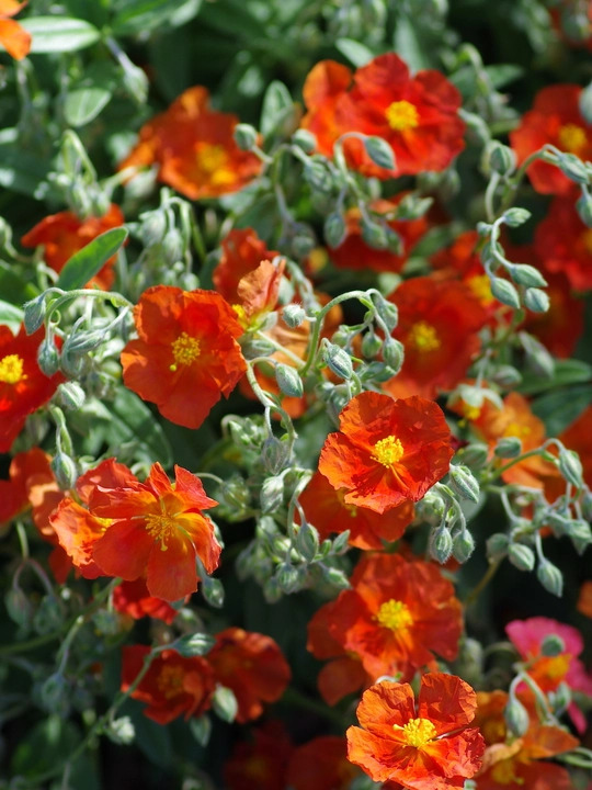 Helianthemum 'Henfield Brilliant'